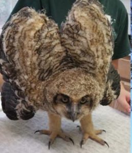 Compass Group, Hylanie and Image Design skilled volunteers recently completed a SharePoint migration and implementation for the Carolina Raptor Center.